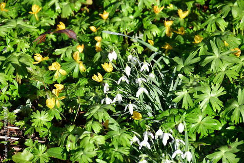 Photos snowdrops and winter aconite in early spring in a German garden