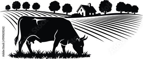 Dairy cow grazing in front of rural farmhouse and trees agricultural landscape farming scene