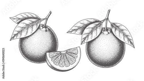 Two whole oranges with leaves and one slice engraving citrus fruit leaf