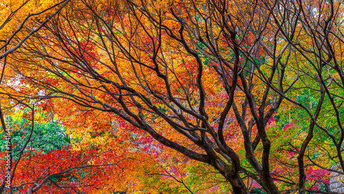 Kyoto Japan Autumn tree branches foliage