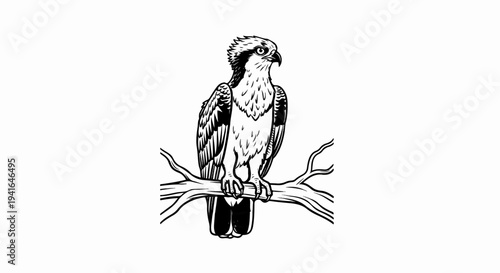 Bird of prey perched on a bare tree branch, black and white drawing