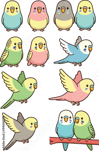Cute colorful budgerigar birds cartoon collection, adorable parakeet characters in different poses flying, standing and sitting on branch, flat vector illustration isolated