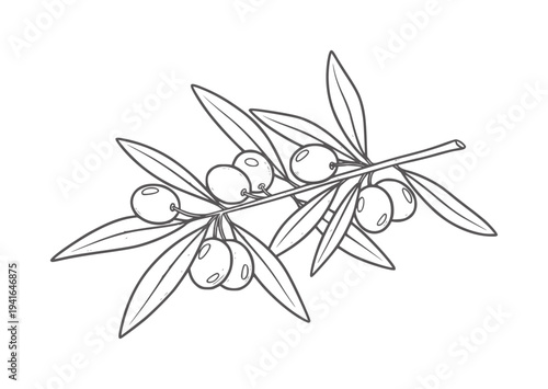 Hand drawn olive branch with leaves and olives white fruit food
