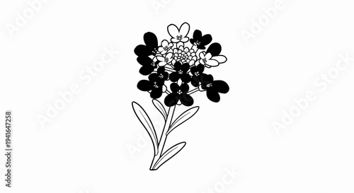 Black and white illustration of a blooming flower with many petals