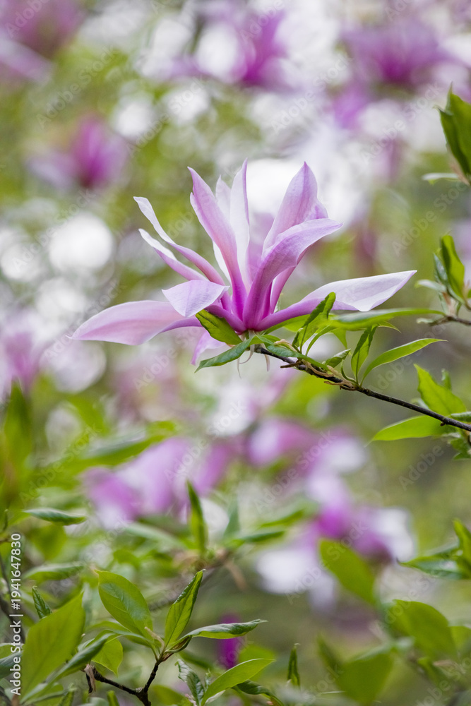Obraz premium Vibrant purple Magnolia flowers blooming on a branch with green leaves at the Center for Biological Diversity Conservation. Warsaw, Poland. Vertical floral photography.