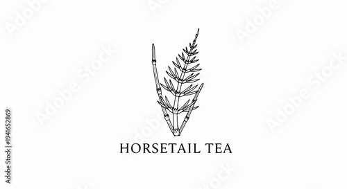 Black and white sketch of a horsetail plant above text