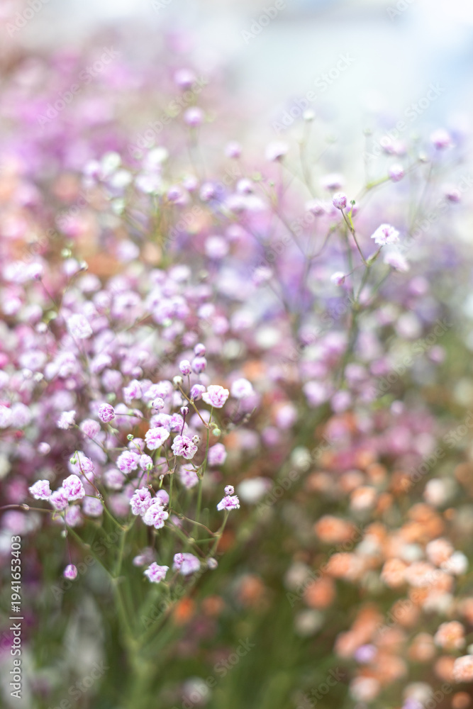 Obraz premium Pink gypsophila flowers close up, delicate botanical floral background with copy space