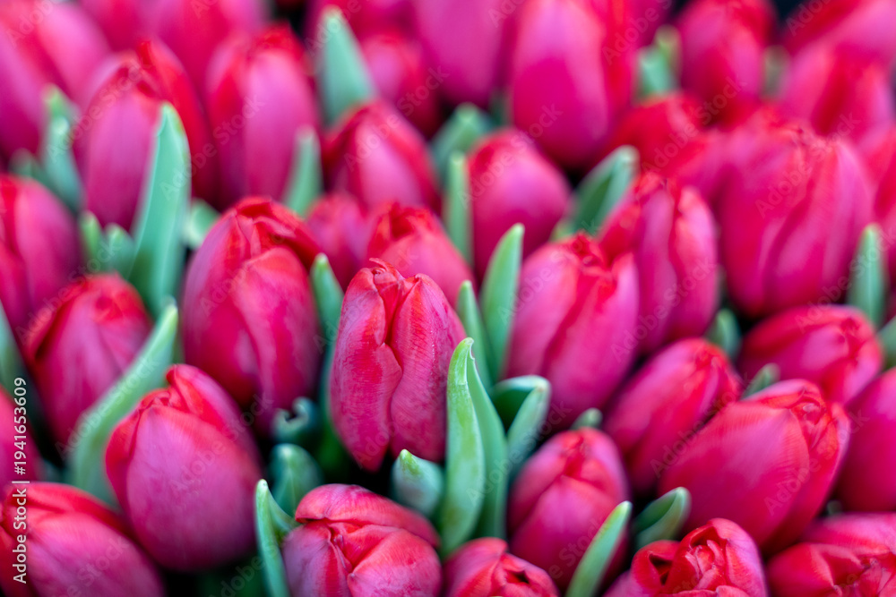 Obraz premium Red tulip flowers bouquet close up, spring botanical floral background