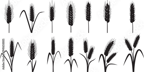 Various Black Silhouettes of Wheat and Grass on White