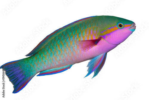 Принти на полотні Vibrant tropical parrotfish with iridescent scales and colorful fins, isolated m