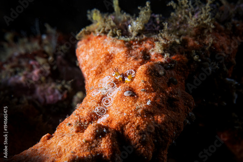 Nudibranch close up macro underwater photography at sea floor marine life in SCUBA diving in Indonesia