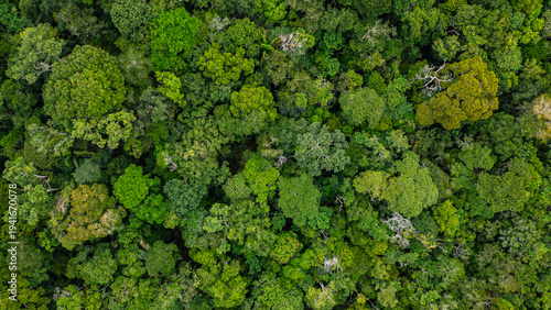 High-resolution aerial view of the Amazon rainforest canopy revealing a dense mosaic of towering tropical trees and lush green vegetation