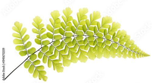 Картината върху платно Isolated Maidenhair Fern Frond, Green Delicate Leaves, Botanical Element, Spring