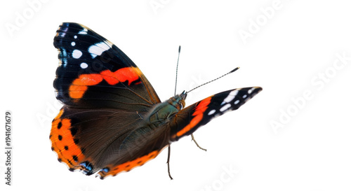 Photos Isolated red admiral butterfly with striking wings, perched on a single stem, fa