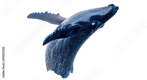 Schilderij op canvas Isolated Humpback whale breaching, a megaptera novaeangliae animal showing fluke