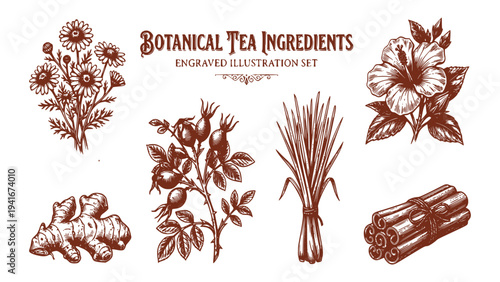 Botanical tea ingredients engraved illustration set featuring chamomile, ginger, rose hips, lemongrass, hibiscus, and cinnamon in a vintage style for herbal tea blends and natural remedies.