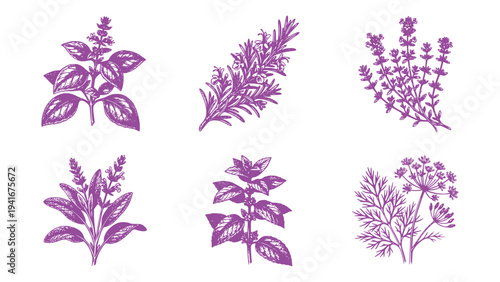 Collection of six hand drawn herbs including basil rosemary thyme sage mint and dill with their botanical names beautifully illustrated.
