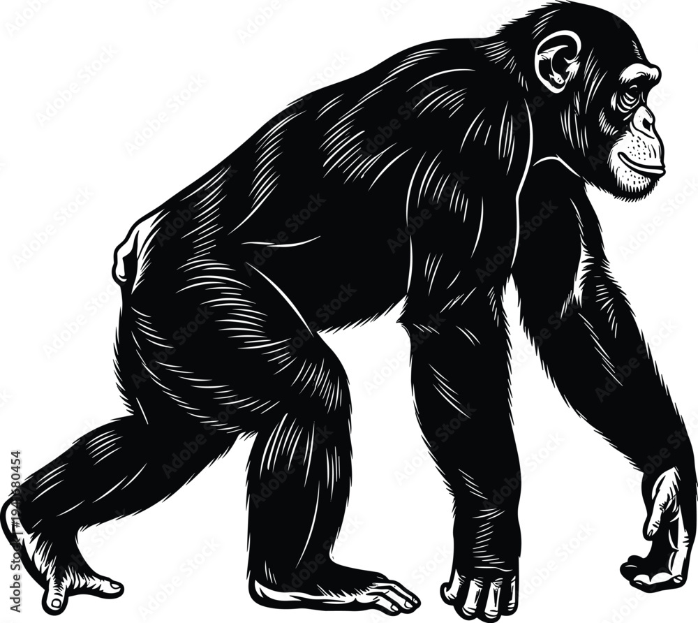Fototapeta premium Detailed chimpanzee walking side view vintage engraving style primate wildlife animal illustration isolated black silhouette vector for nature zoology design