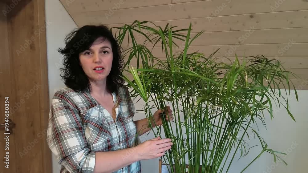 Egyption Reed Authentic Real Footage of Egyptian Paper Reed - Cyperus papyrus as ...