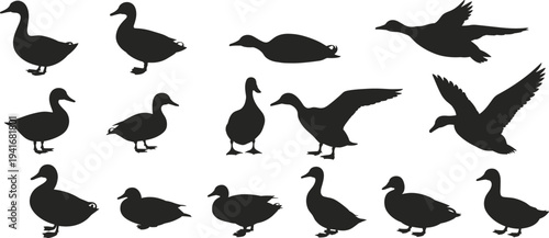 Duck silhouette collection flying standing and swimming ducks waterfowl bird silhouettes isolated on white background wildlife vector illustration set