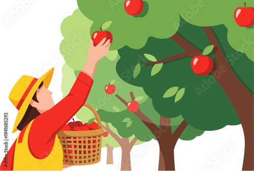 Female farmer harvesting ripe red apples from a tree into a wicker basket