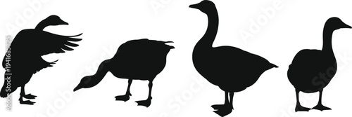 Goose Silhouette Collection with Domestic Geese Birds Standing Walking and Feeding Isolated Black Farm Bird Silhouettes for Agriculture Design