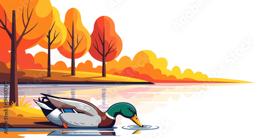 Mallard duck swimming in calm autumn pond