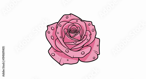 Pink rose with dew drops