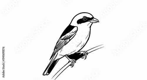 Line drawing of a small bird with black mask on a thin branch