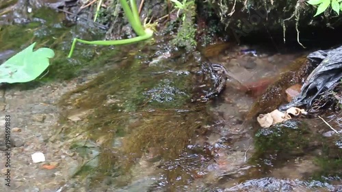 Dynamic Close-Up: Wild Frog Navigating a Flowing Forest Stream, Blending with Moss, Plants, and Environmental Traces