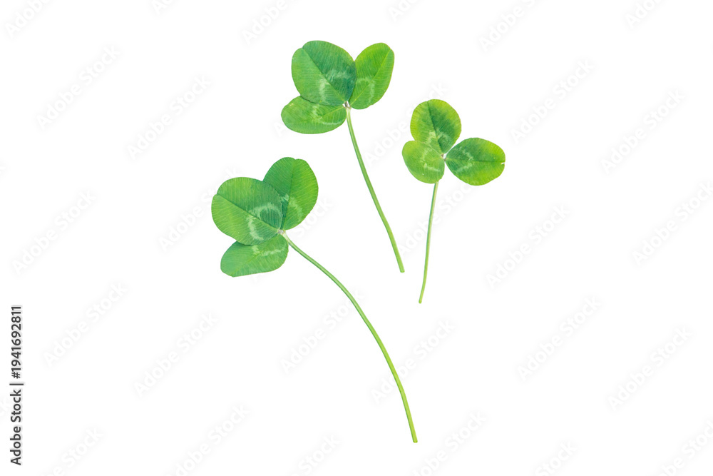 Obraz premium Clover isolated on a white background. Selective focus.
