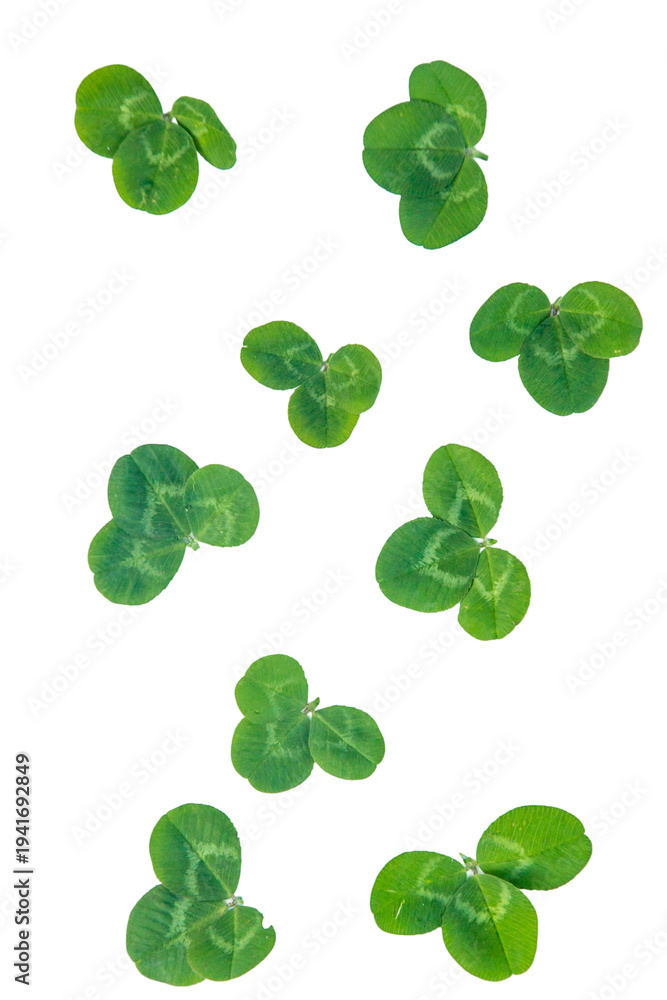 Naklejka premium Clover isolated on a white background. Selective focus.