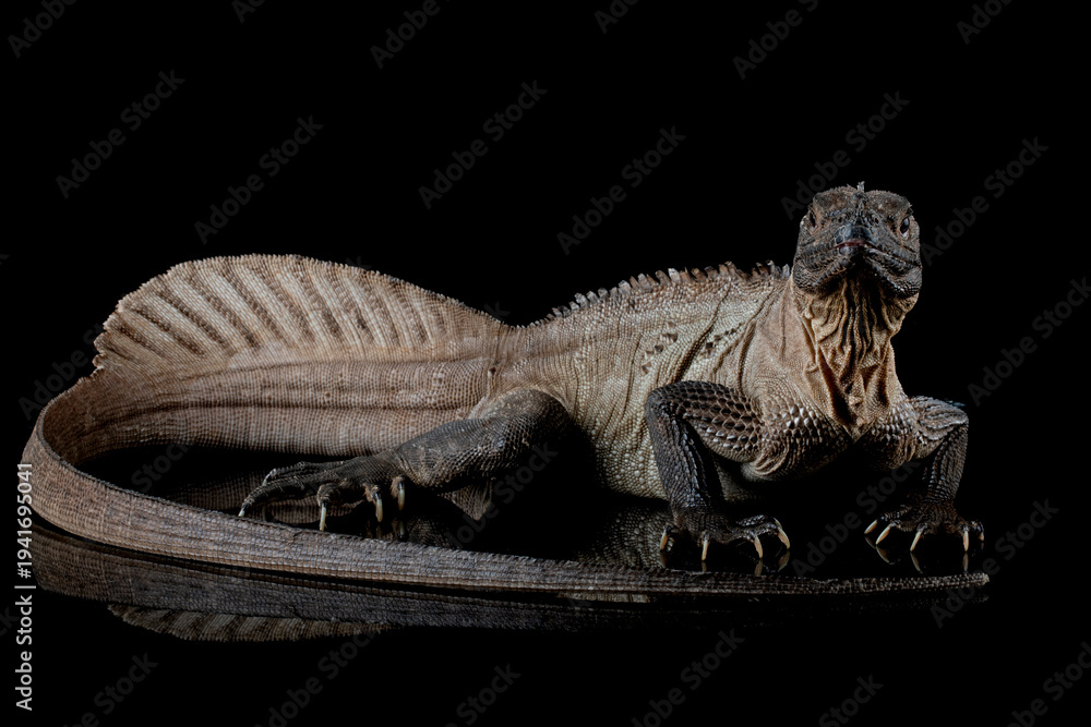 Fototapeta premium Hydrosaurus weberi closeup on isolated background, Hydrosaurus weberi lizard closeup