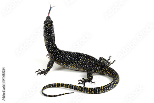 Fotografie The Mangrove monitor (Varanus indicus) isolated on white background, a Mangrove