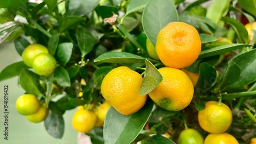 Close up of ripening calamondin citrus fruits on a branch with leaves