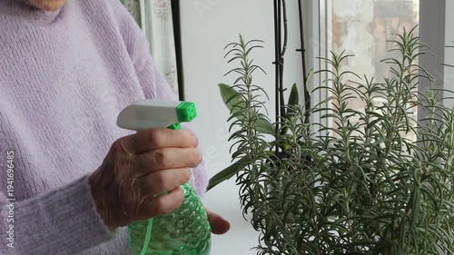 An elderly man tends to his indoor rosemary by spraying it with water from a green bottle