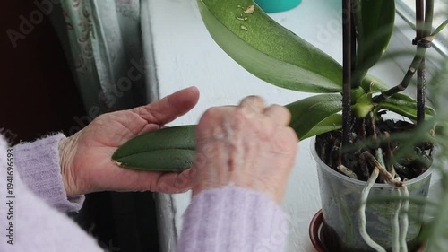 Gentle cleaning of orchid leaves by experienced hands, providing gentle care at home.