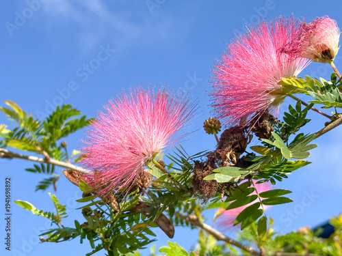 Schilderij op canvas Delicate pink powder puff flowers bloom on a mimosa tree branch, set against a bright blue sky, showcasing vibrant color and intricate texture