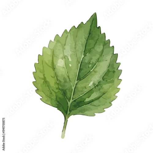 Hand drawn watercolor egoma leaves illustration, perilla frutescens, healthy herb
