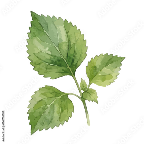 Hand drawn watercolor egoma leaves illustration, perilla frutescens, healthy herb