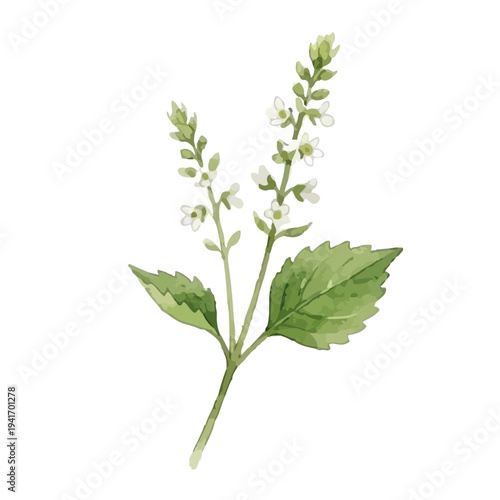 Hand drawn watercolor egoma leaves illustration, perilla frutescens, healthy herb