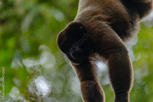 Fényképezés Wildlife photograph of a woolly monkey resting in the canopy of the Amazon rainforest