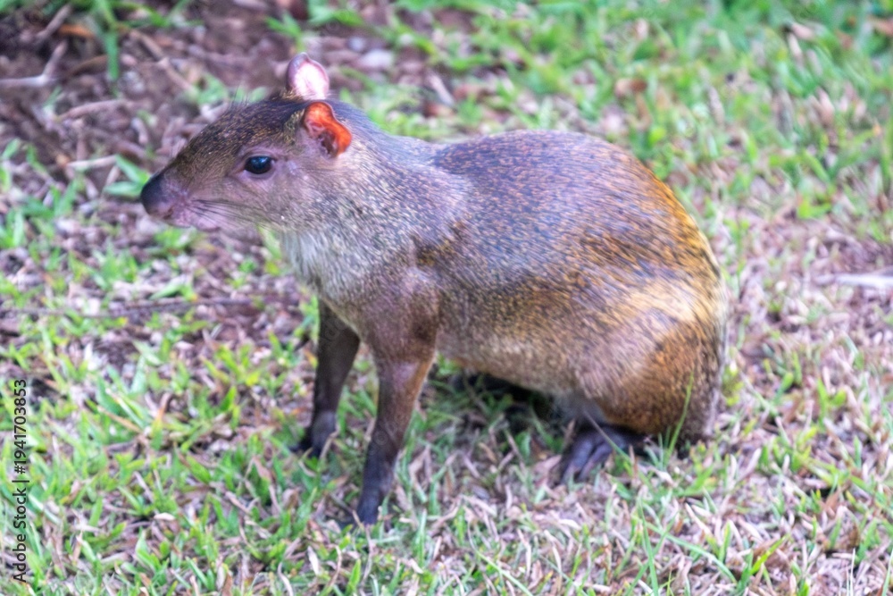 Fototapeta premium Central American Agouti Near a Resort in Manuel Antonio, Costa Rica