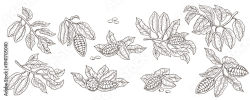 Cocoa pods outline set. Sketch engraving cacao fruits, beans and branches. For chocolate food background, cocoa powder packaging design.
