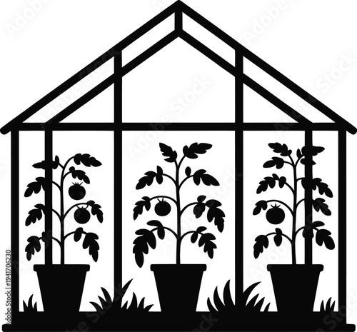 Tomato Plants Growing In Greenhouse Silhouette