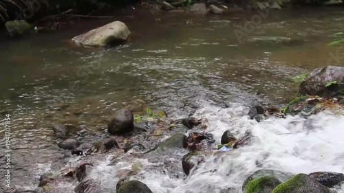 Dynamic Forest Stream Flowing Over Mossy Rocks with Whitewater Rapids