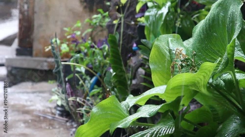 Dynamic Raindrops Refreshing Lush Green Leaves in an Urban Garden Setting, Nature's Cleansing Downpour