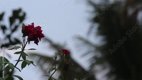 Close-up of a Vibrant Red Rose Adorned with Raindrops, Gently Swaying in a Lush Garden