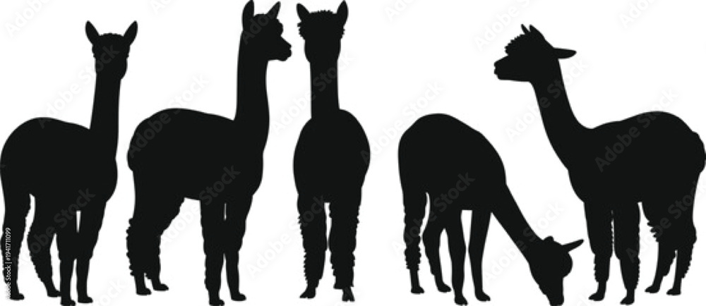 Fototapeta premium Black and white flat vector silhouette collection of alpaca and llama herd standing and grazing for agricultural farming livestock nature and wildlife animal designs.