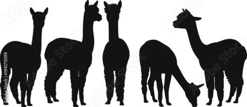 Black and white flat vector silhouette collection of alpaca and llama herd standing and grazing for agricultural farming livestock nature and wildlife animal designs.